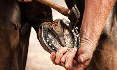 The transformative magic of farriery: Improving horses' lives one hoof at a time